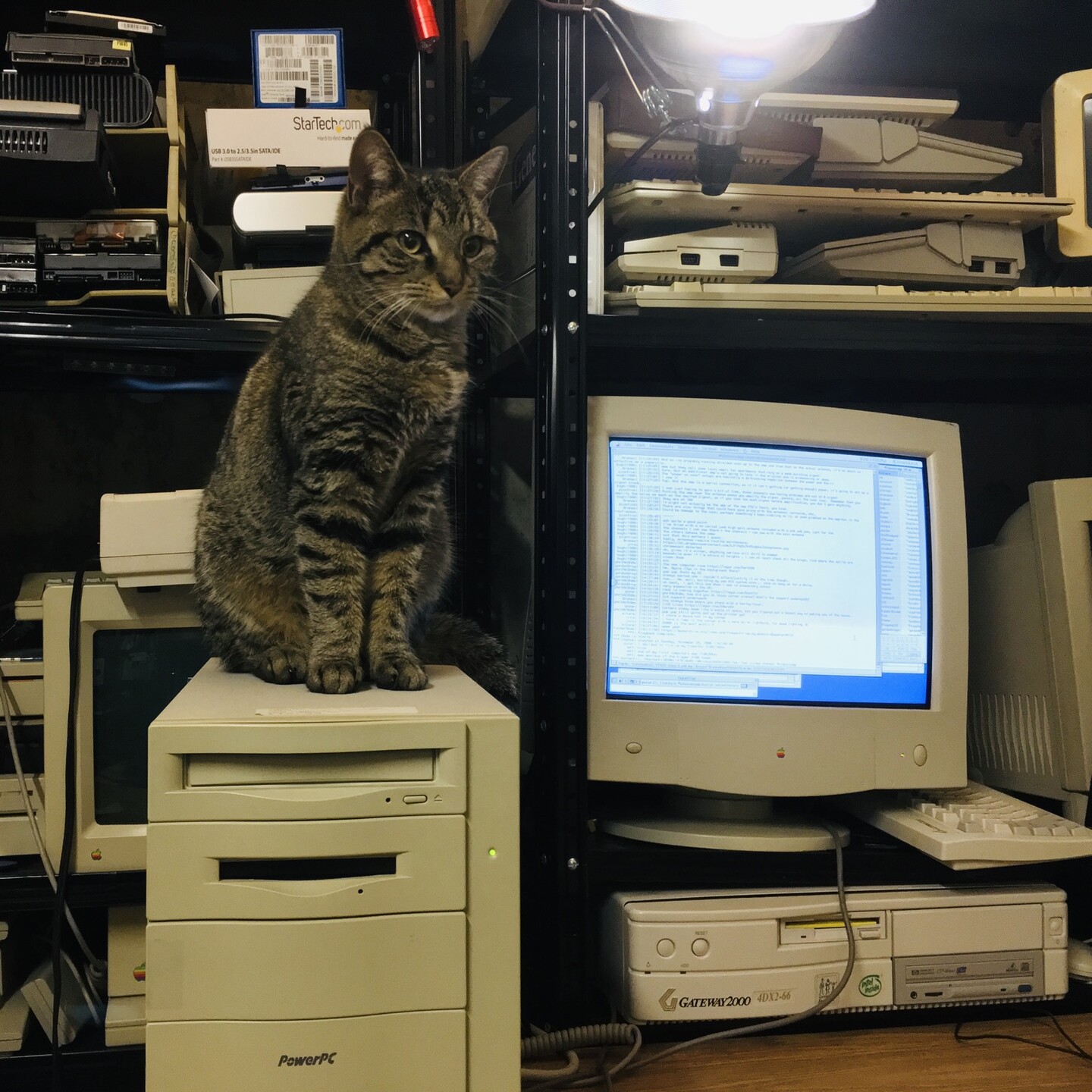 Cat on a Macintosh computer looking regal.